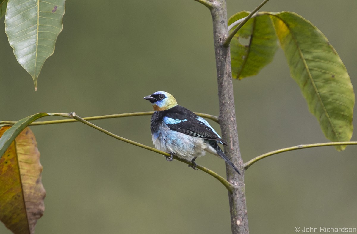 Golden-hooded Tanager - ML615951143