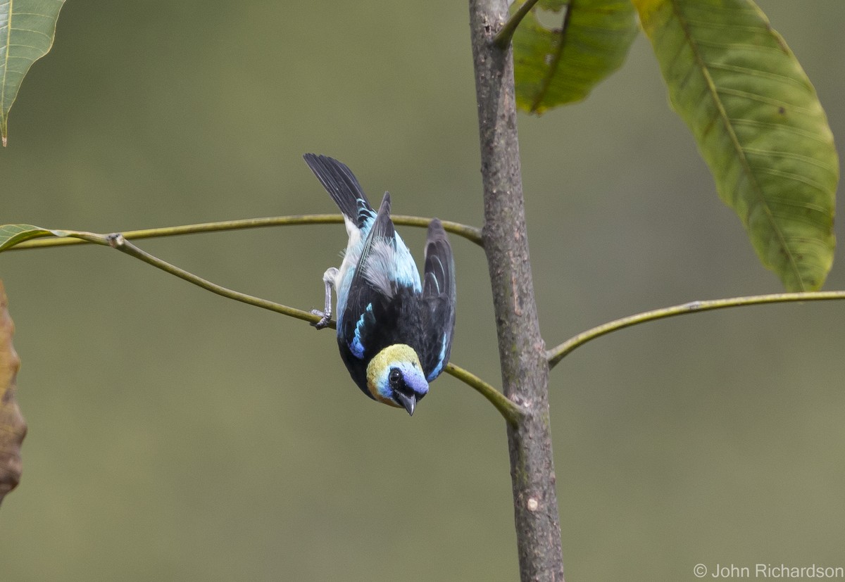 Golden-hooded Tanager - John Richardson