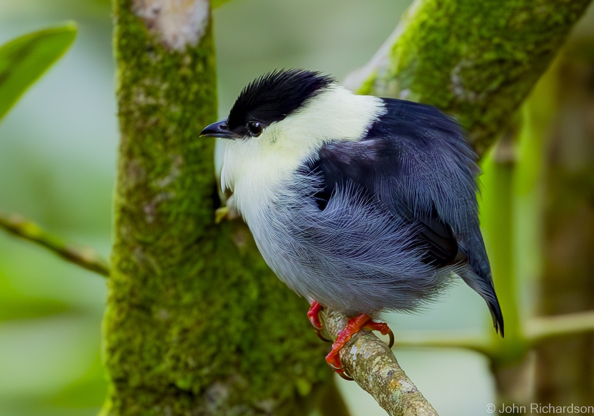 White-bearded Manakin - ML615951149