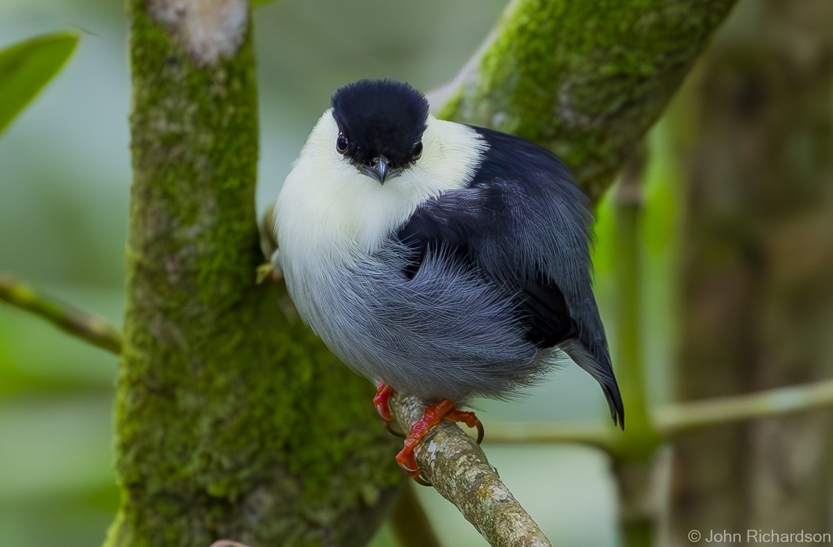 White-bearded Manakin - ML615951150