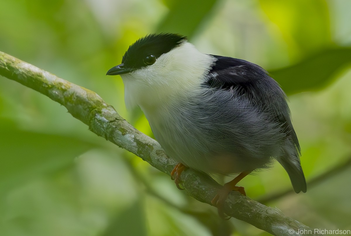 White-bearded Manakin - John Richardson