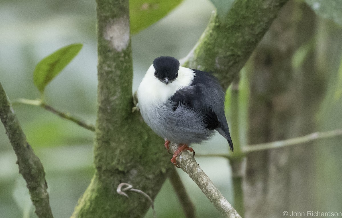 White-bearded Manakin - ML615951152