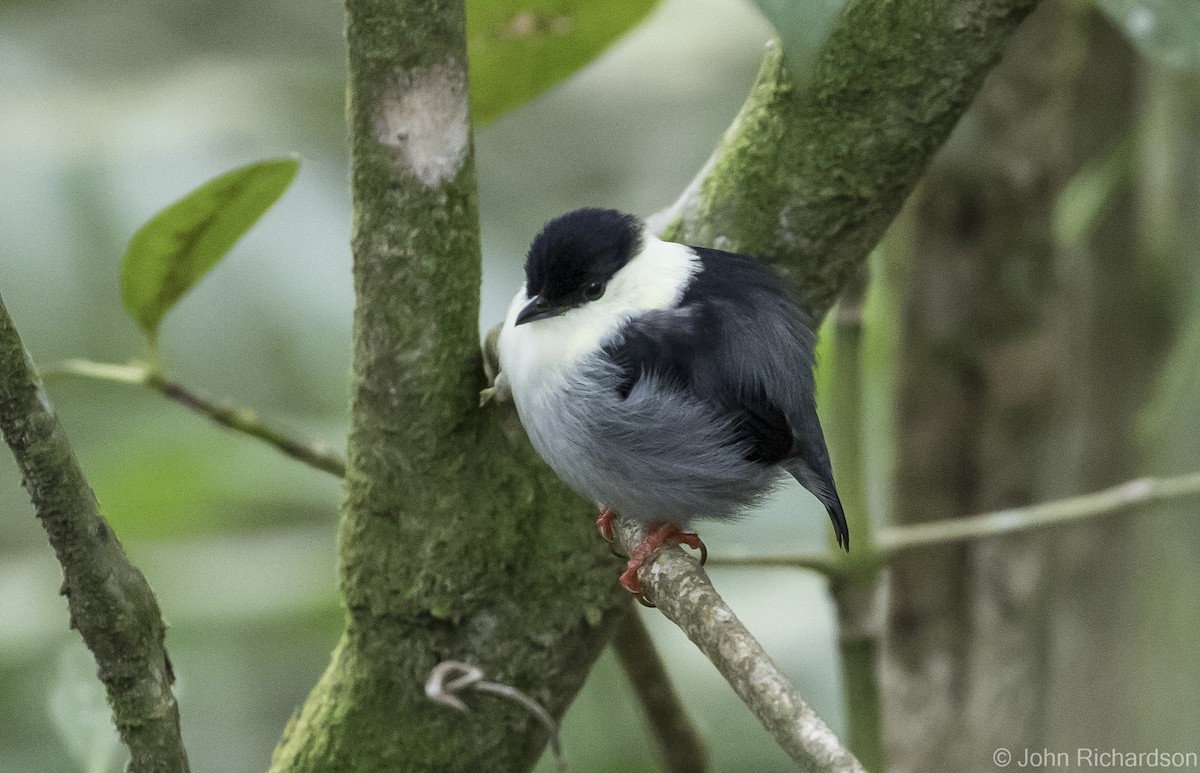 White-bearded Manakin - ML615951153