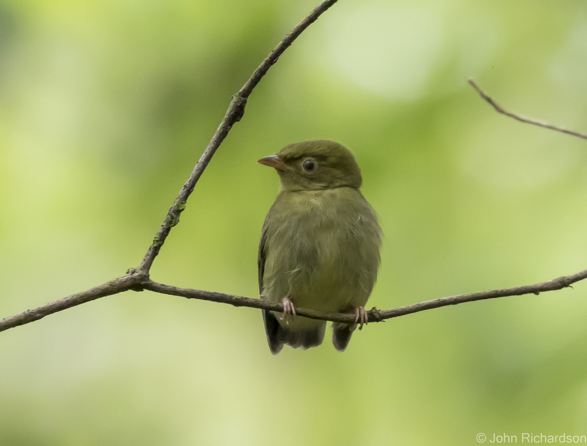 White-bearded Manakin - ML615951154