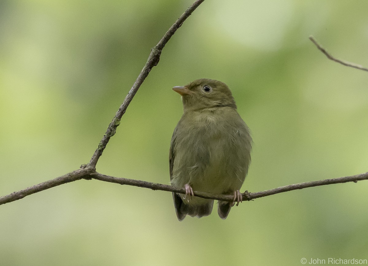 White-bearded Manakin - ML615951155