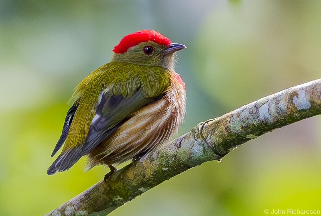 Striolated Manakin - ML615951170