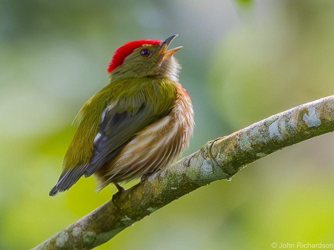 Striolated Manakin - ML615951171