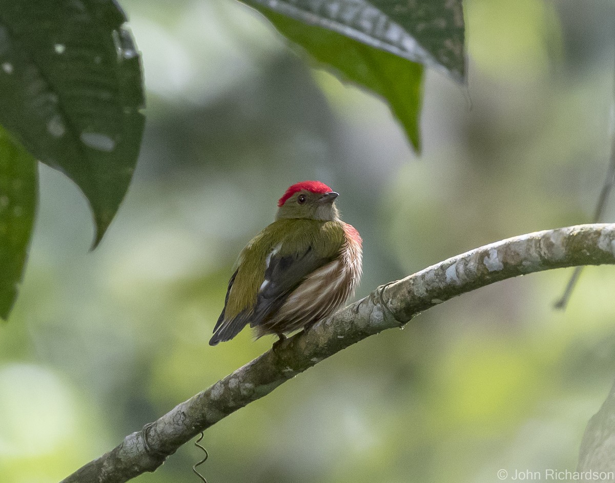 Striolated Manakin - ML615951172