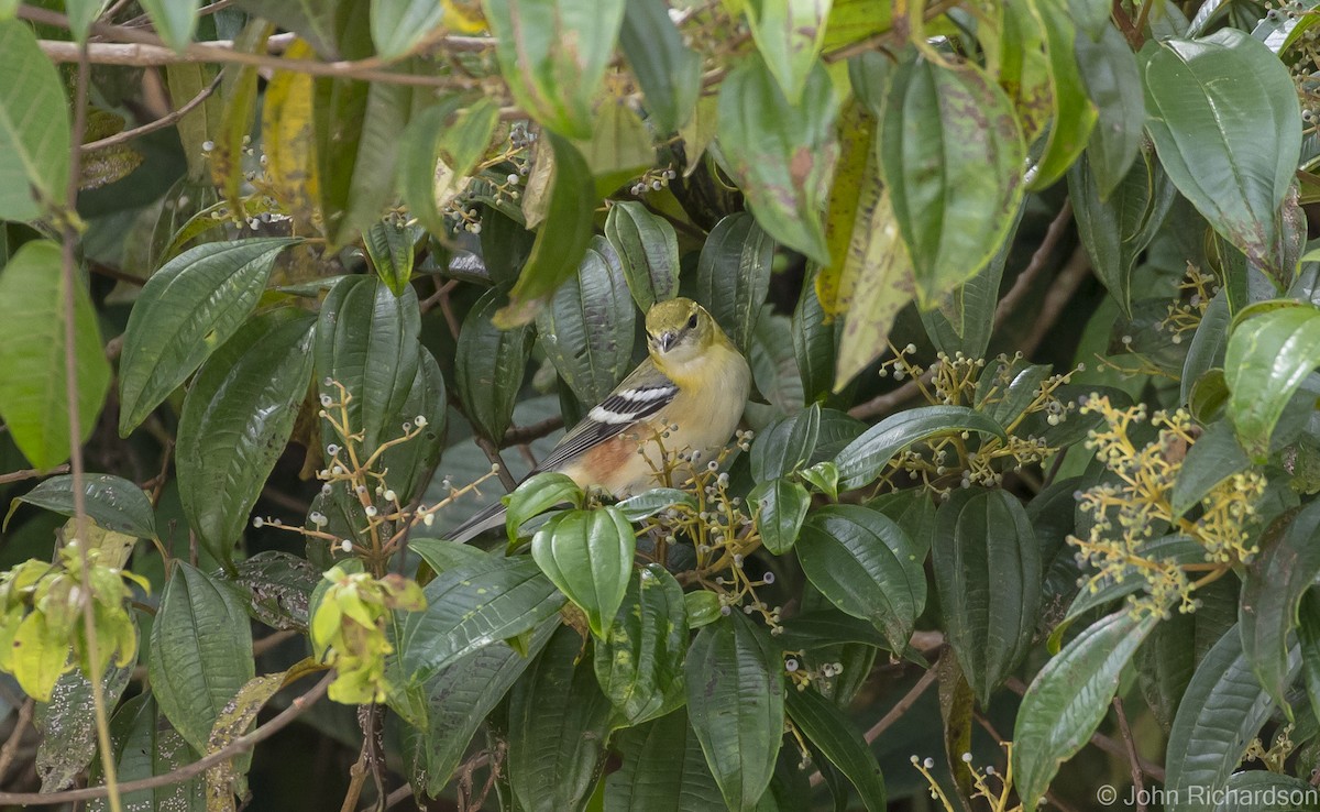 Bay-breasted Warbler - John Richardson