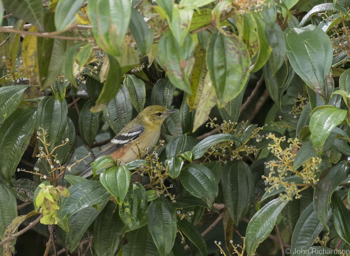 Bay-breasted Warbler - ML615951199