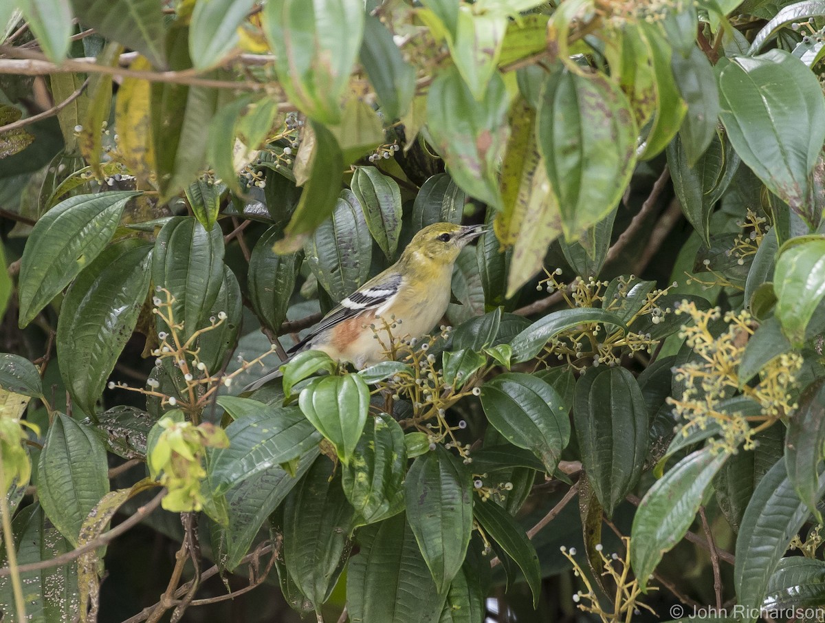 Bay-breasted Warbler - ML615951200