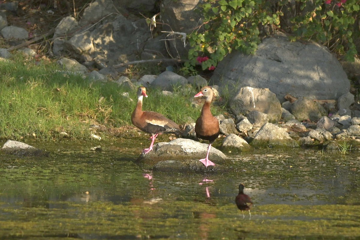 Black-bellied Whistling-Duck - ML615951273