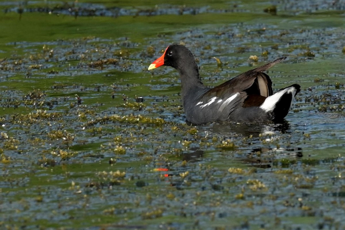 Common Gallinule - ML615951319