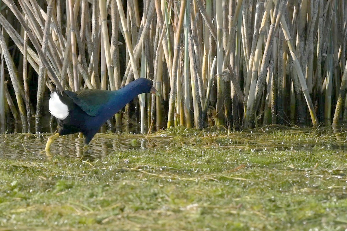 Purple Gallinule - ML615951338