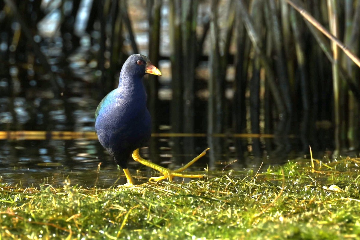 Purple Gallinule - ML615951339