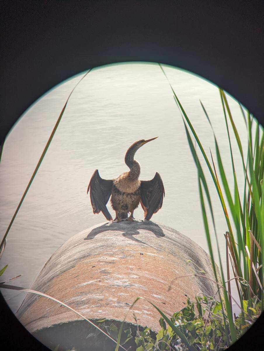 anhinga americká - ML615951370