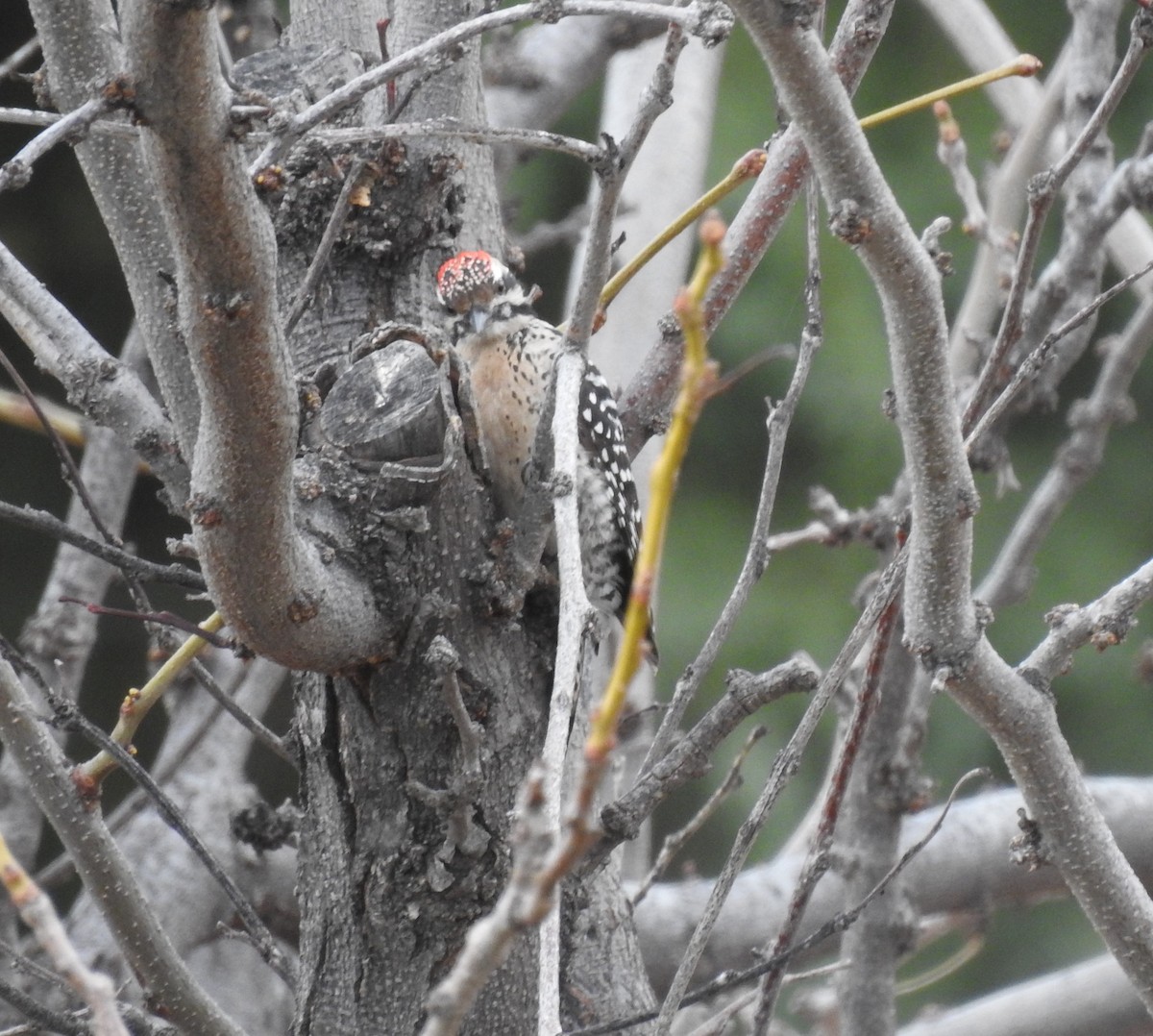 Ladder-backed Woodpecker - ML615951371