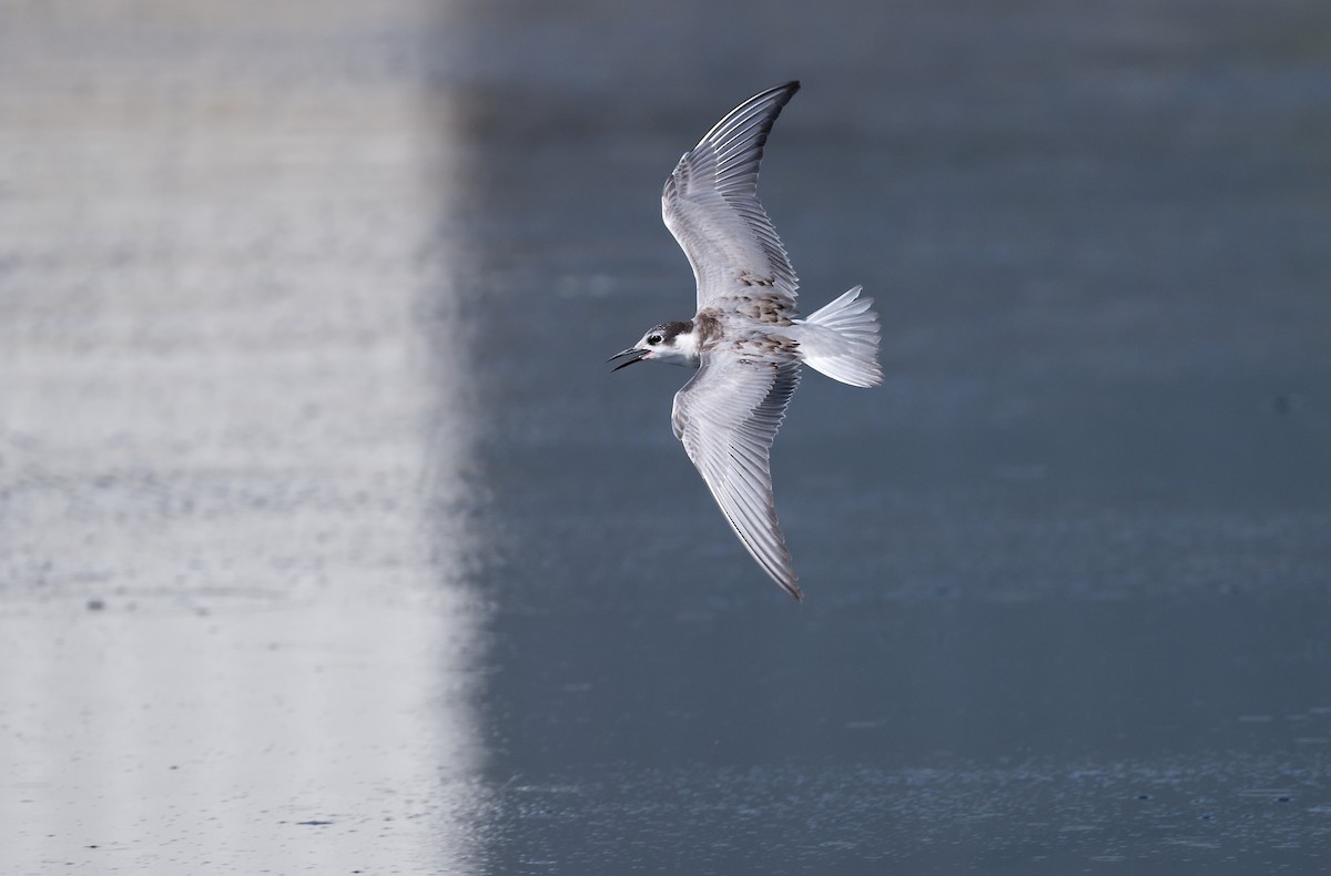 Whiskered Tern - ML615951389