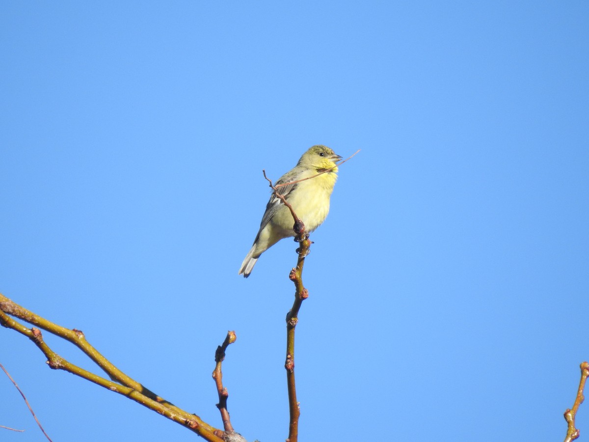 Lesser Goldfinch - ML615951408