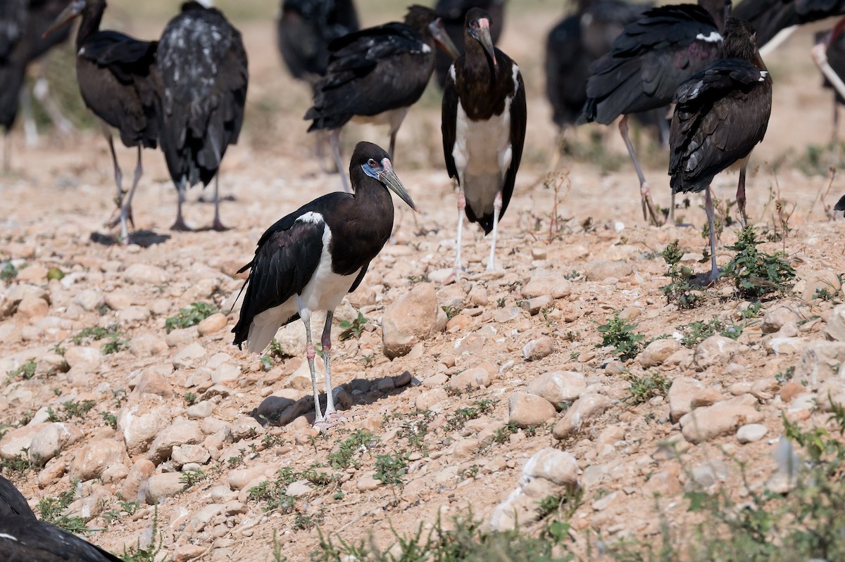 blåmaskestork - ML615951412