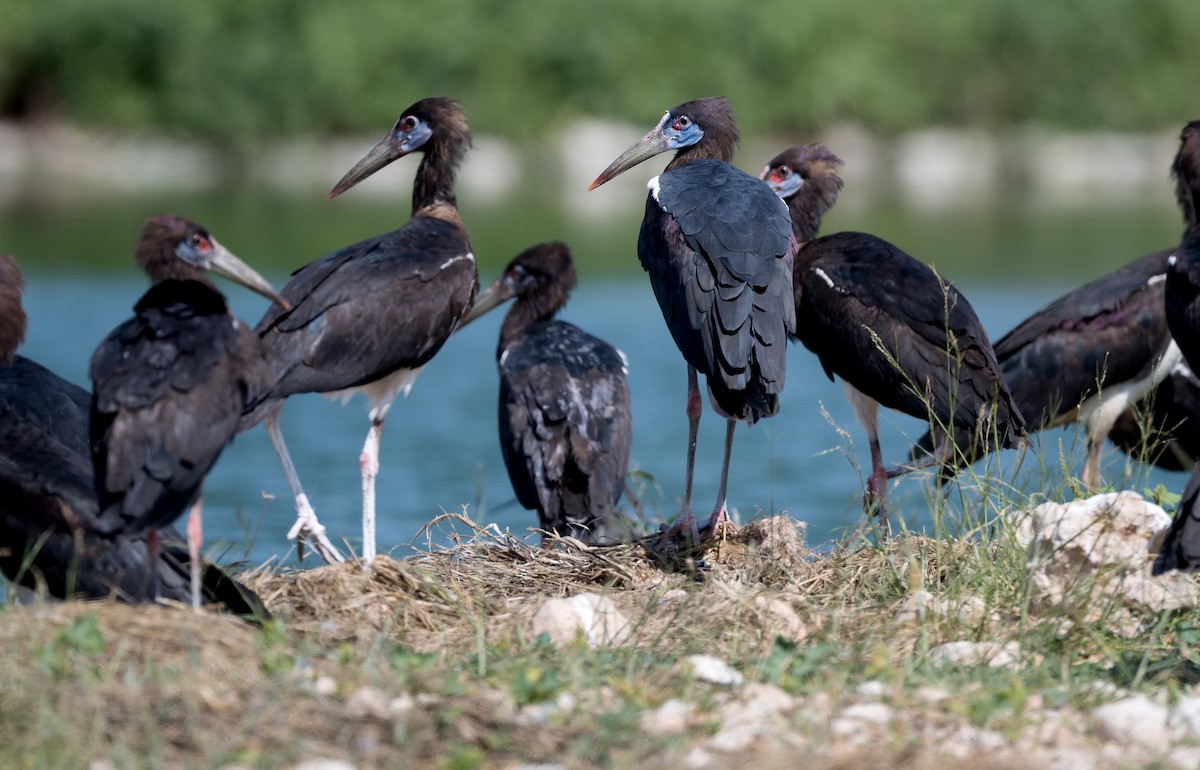 Abdim's Stork - ML615951414