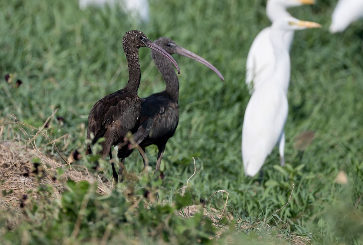 ibis hnědý - ML615951422