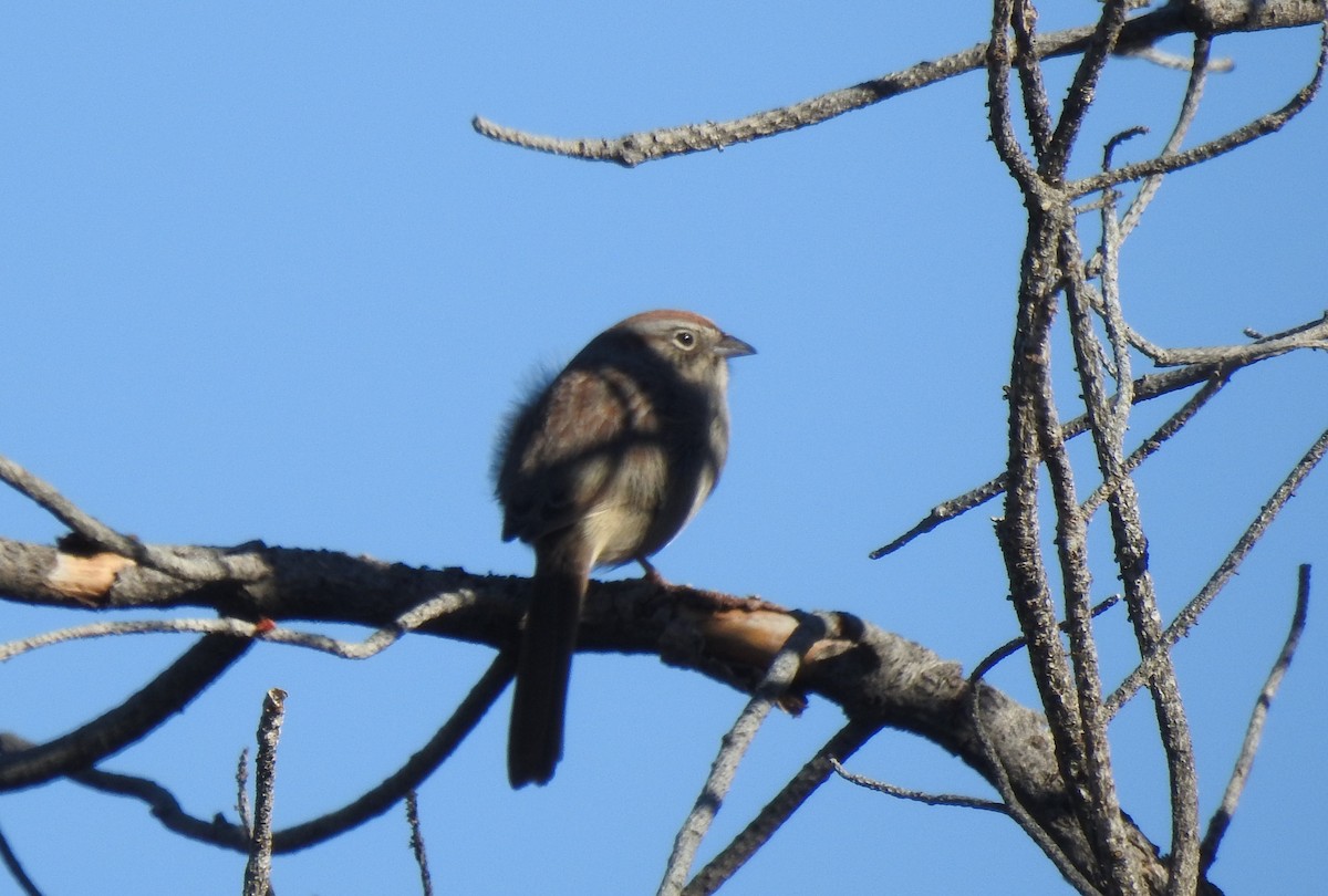 Rufous-crowned Sparrow - ML615951423