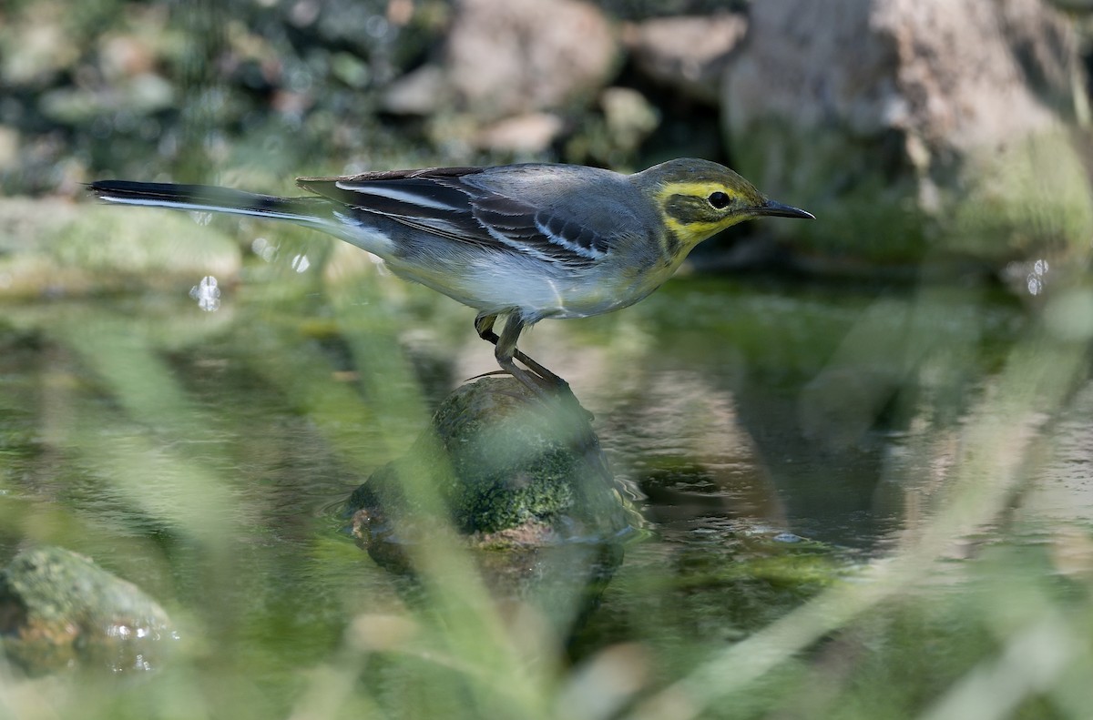 Citrine Wagtail - ML615951426