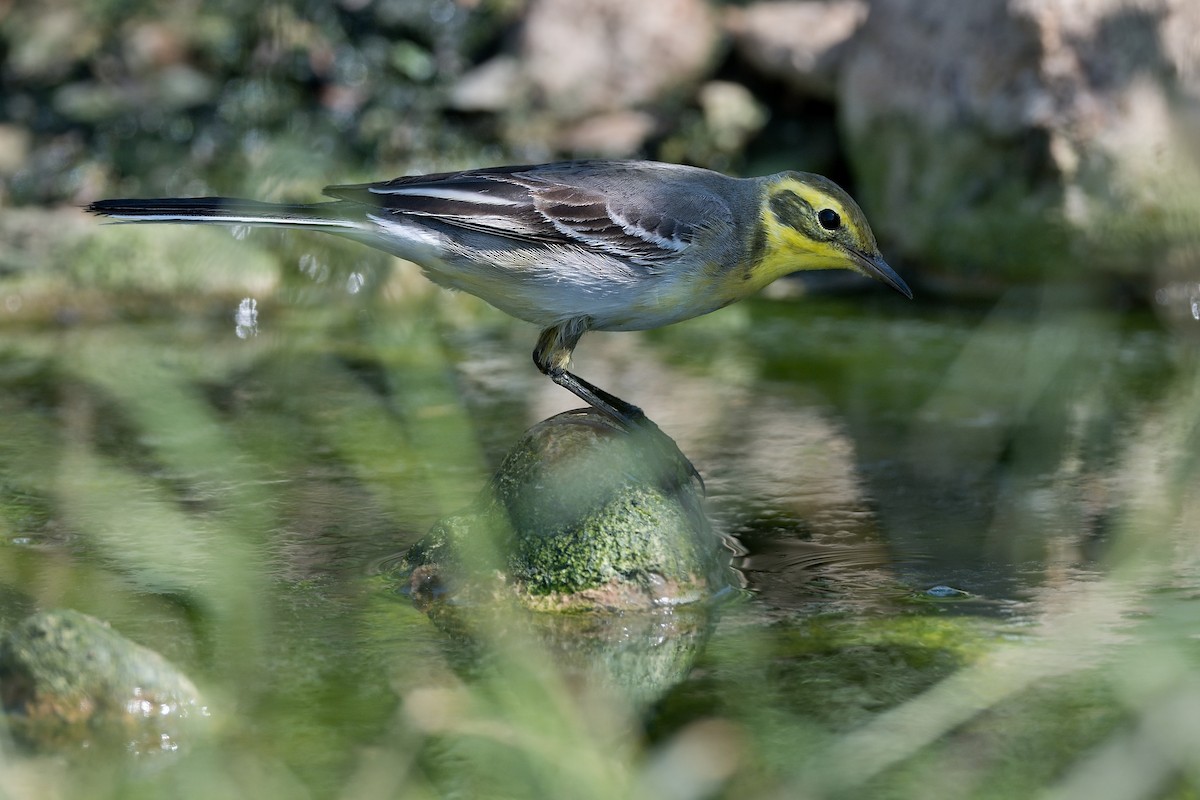 Citrine Wagtail - ML615951428