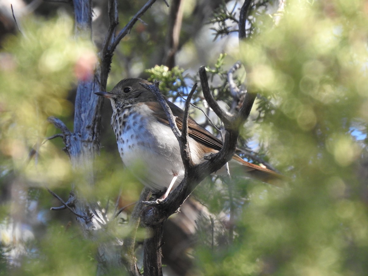 Hermit Thrush - ML615951434