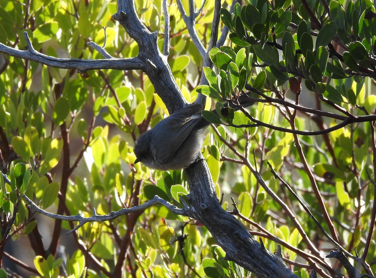 Bushtit - ML615951456