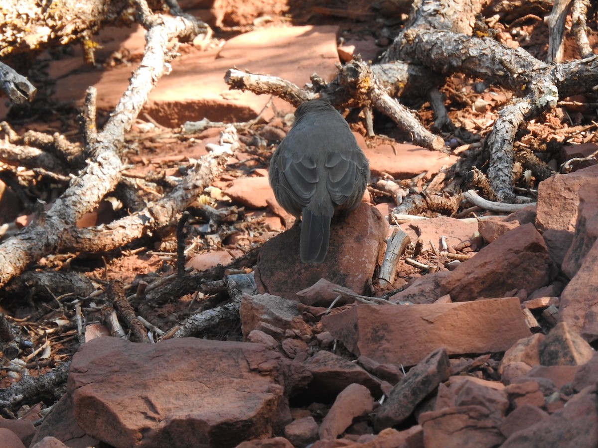 Canyon Towhee - ML615951481