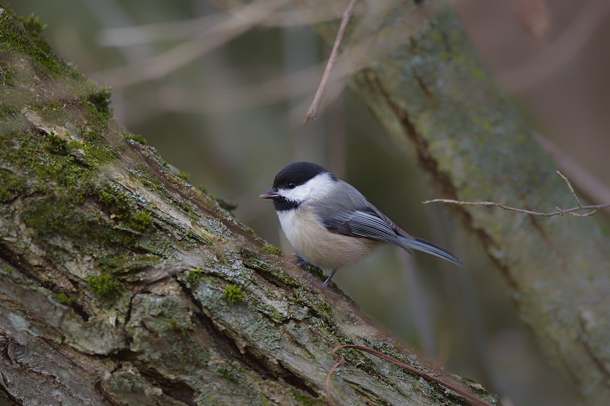 Black-capped Chickadee - ML615951488