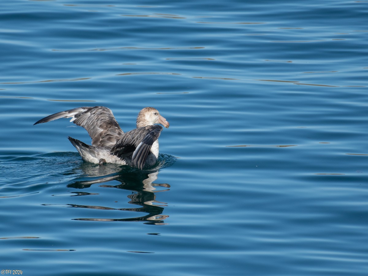 Northern Giant-Petrel - T I