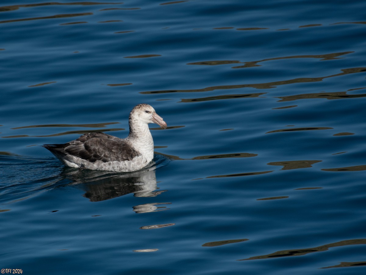Northern Giant-Petrel - T I