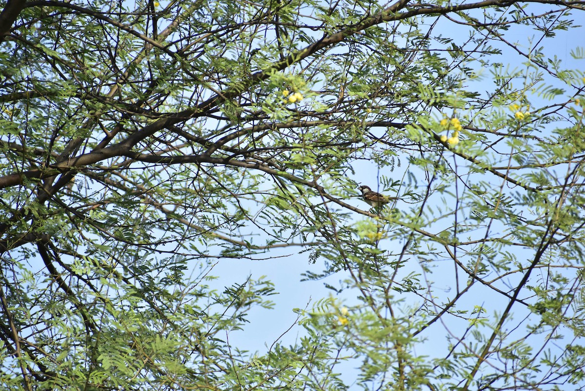 House Sparrow - Vivek Kumar Patel