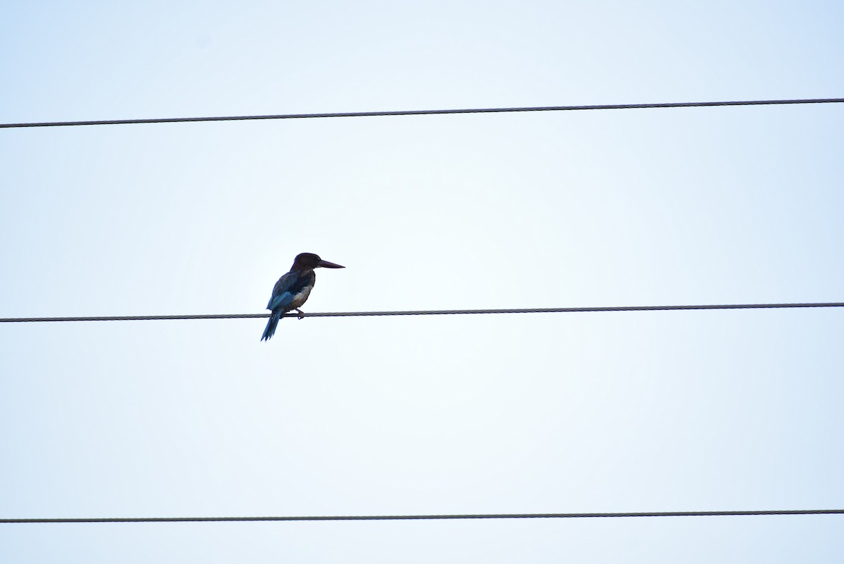 White-throated Kingfisher - Vivek Kumar Patel