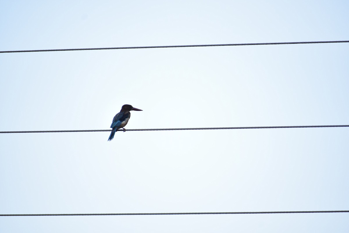 White-throated Kingfisher - ML615951589