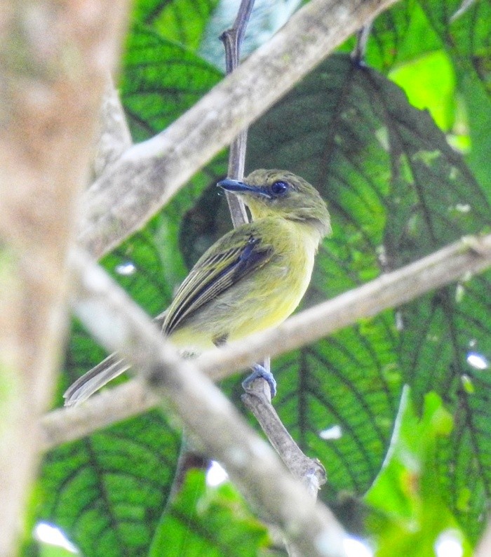 Olive-faced/Ochre-lored Flatbill - ML615951610