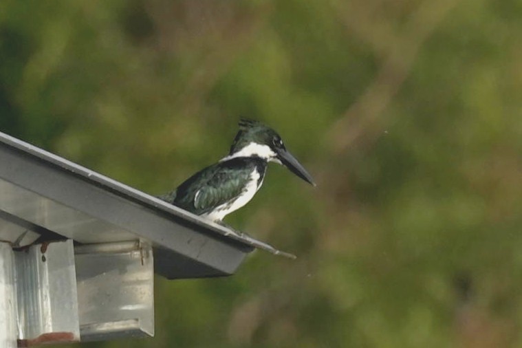 Amazon Kingfisher - Carlos Jenkins