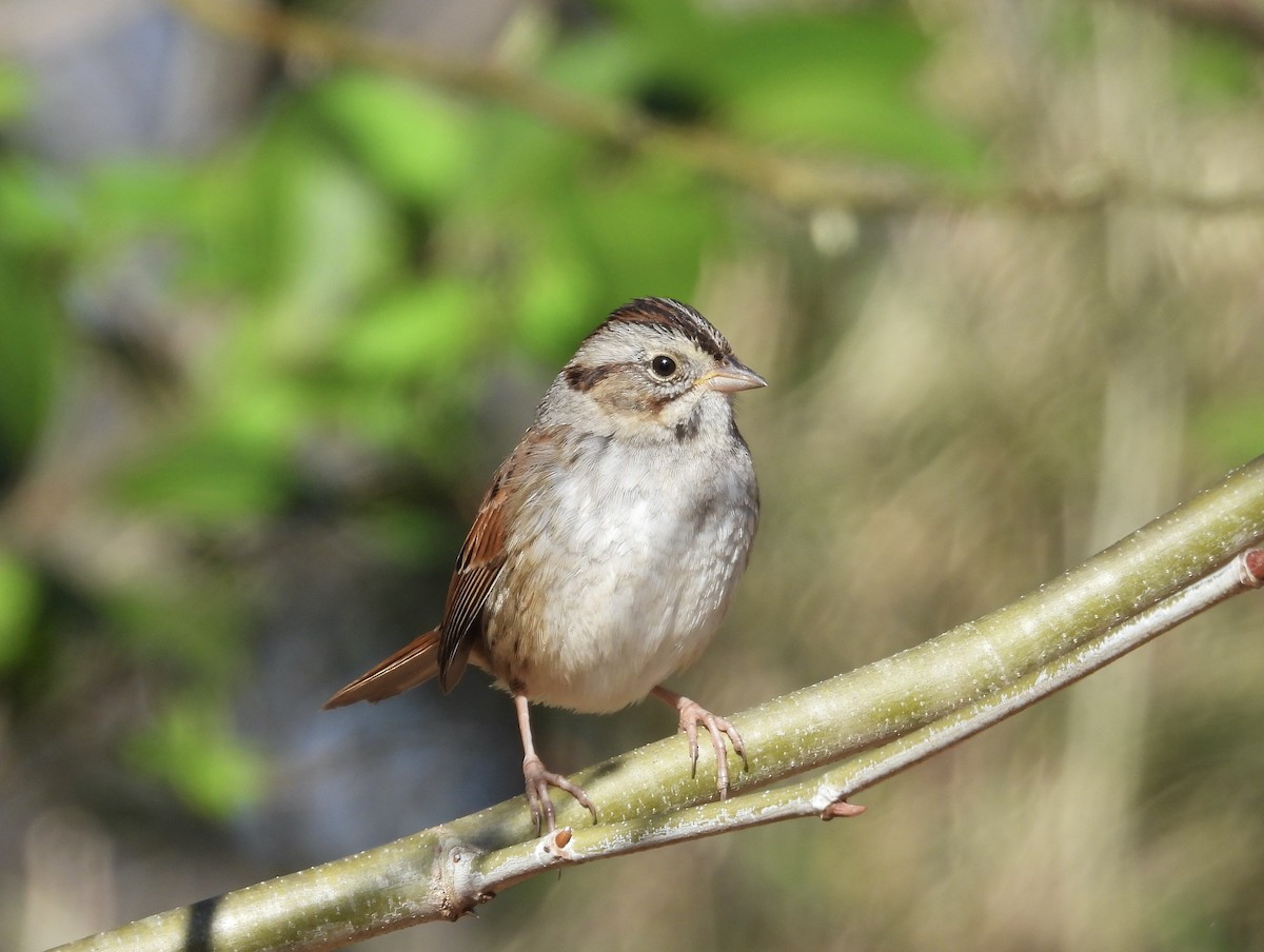 Swamp Sparrow - ML615951624