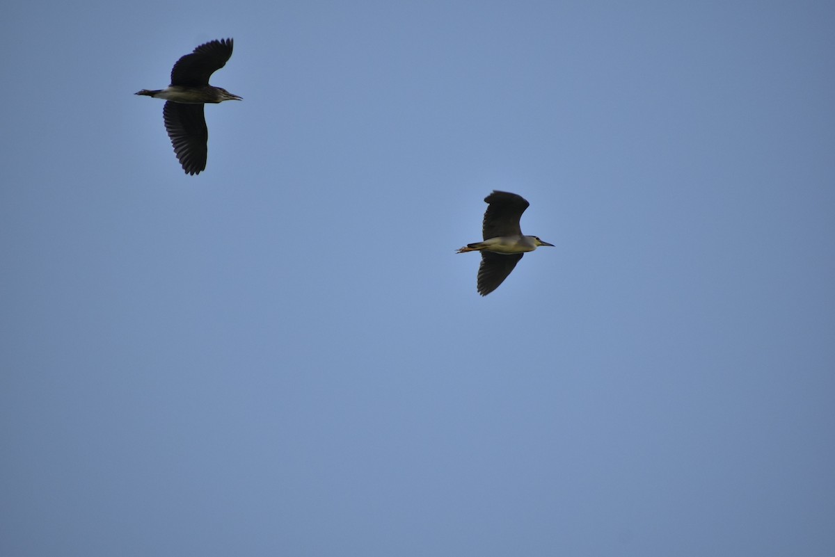 Black-crowned Night Heron - ML615951640