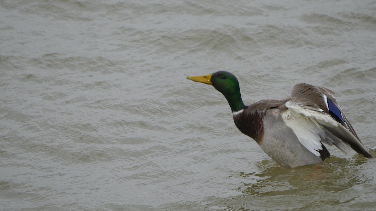 Canard colvert - ML615951642