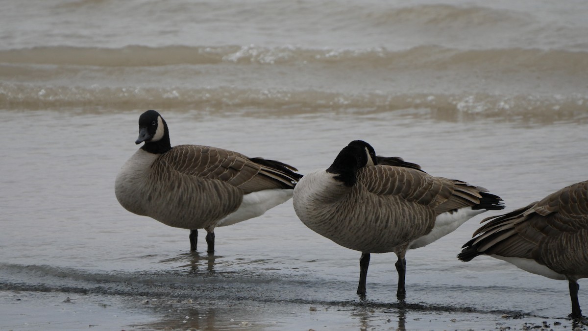 Canada Goose - ML615951651