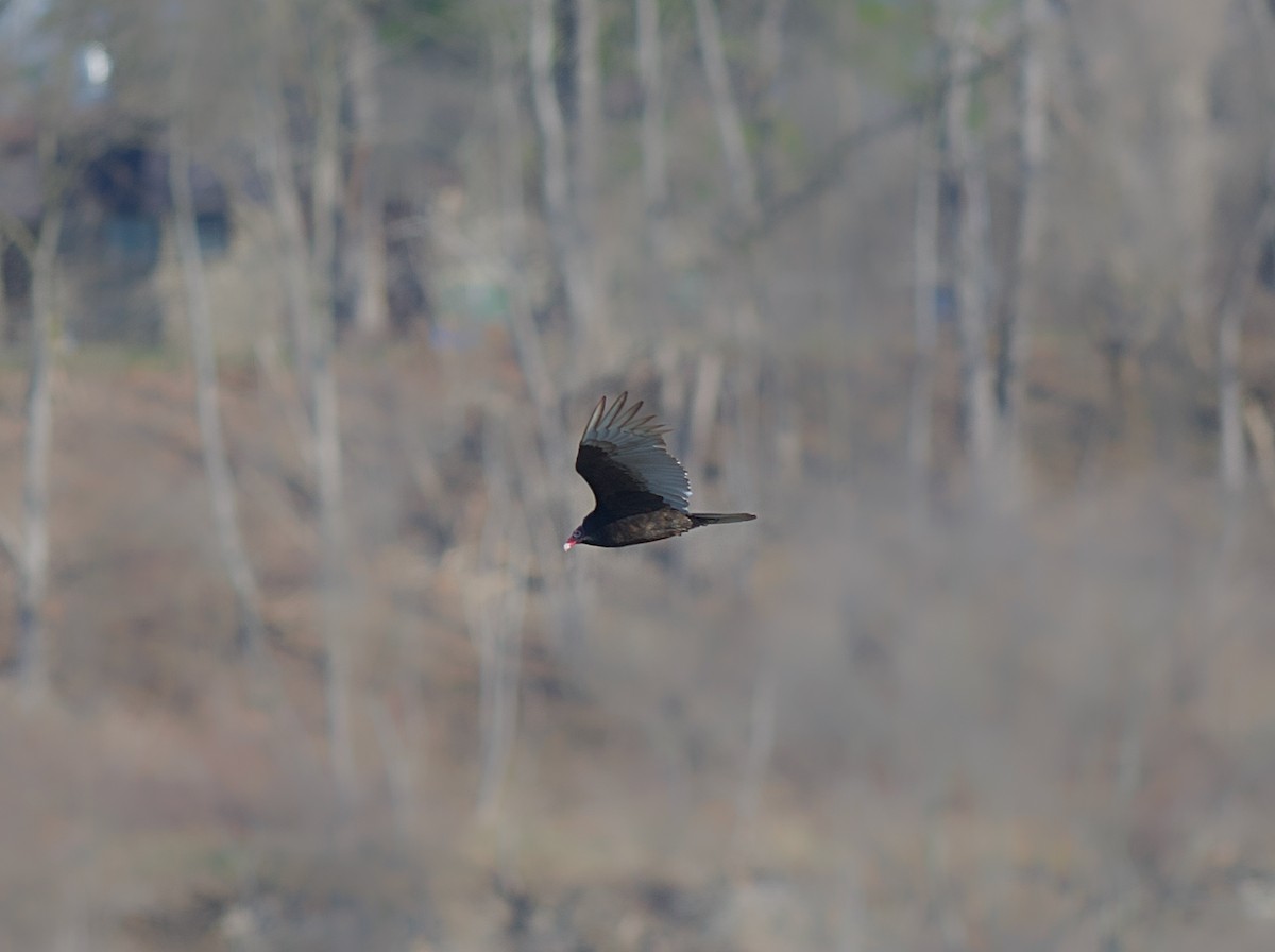 Turkey Vulture - ML615951652