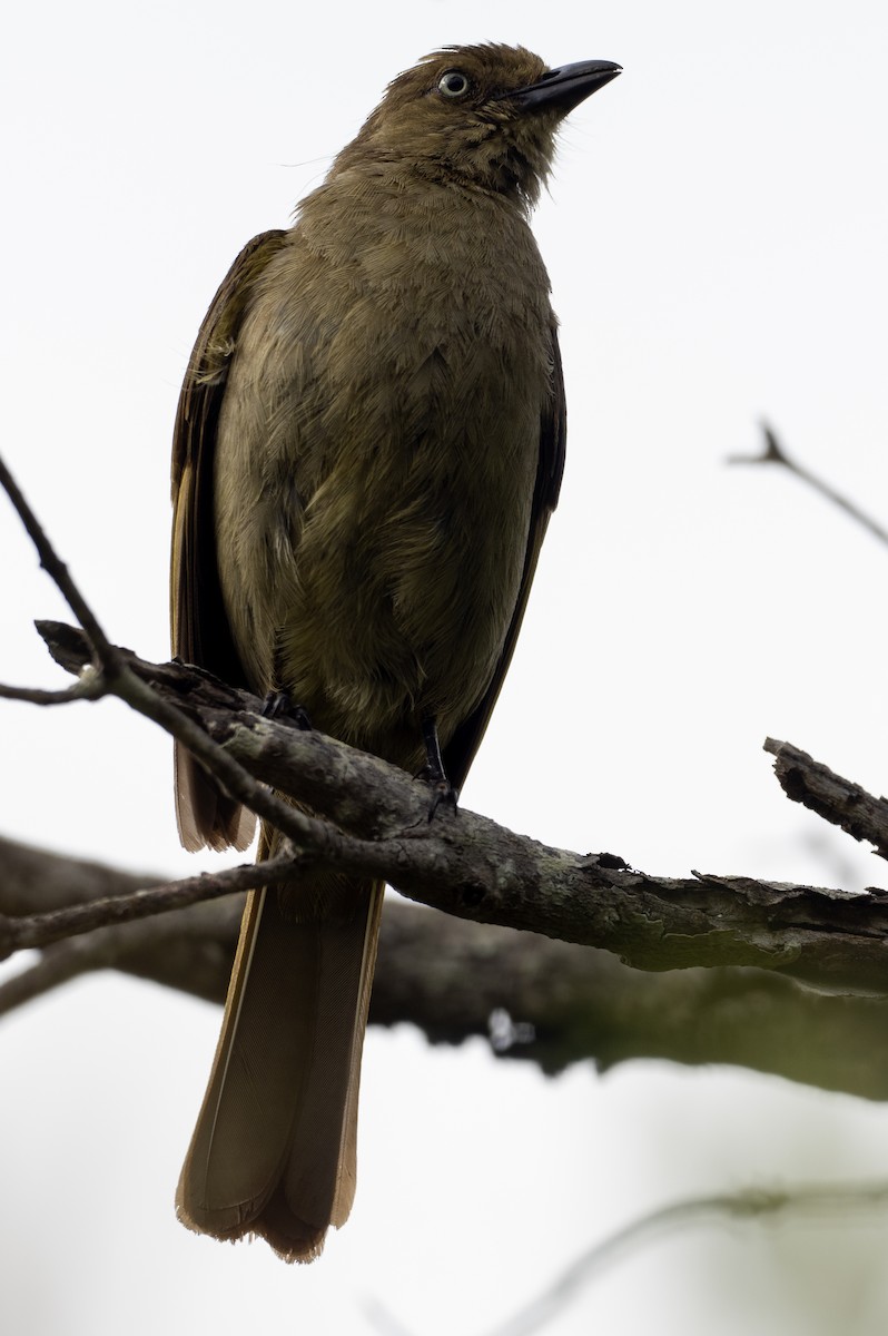 Sombre Greenbul - Sam Zuckerman