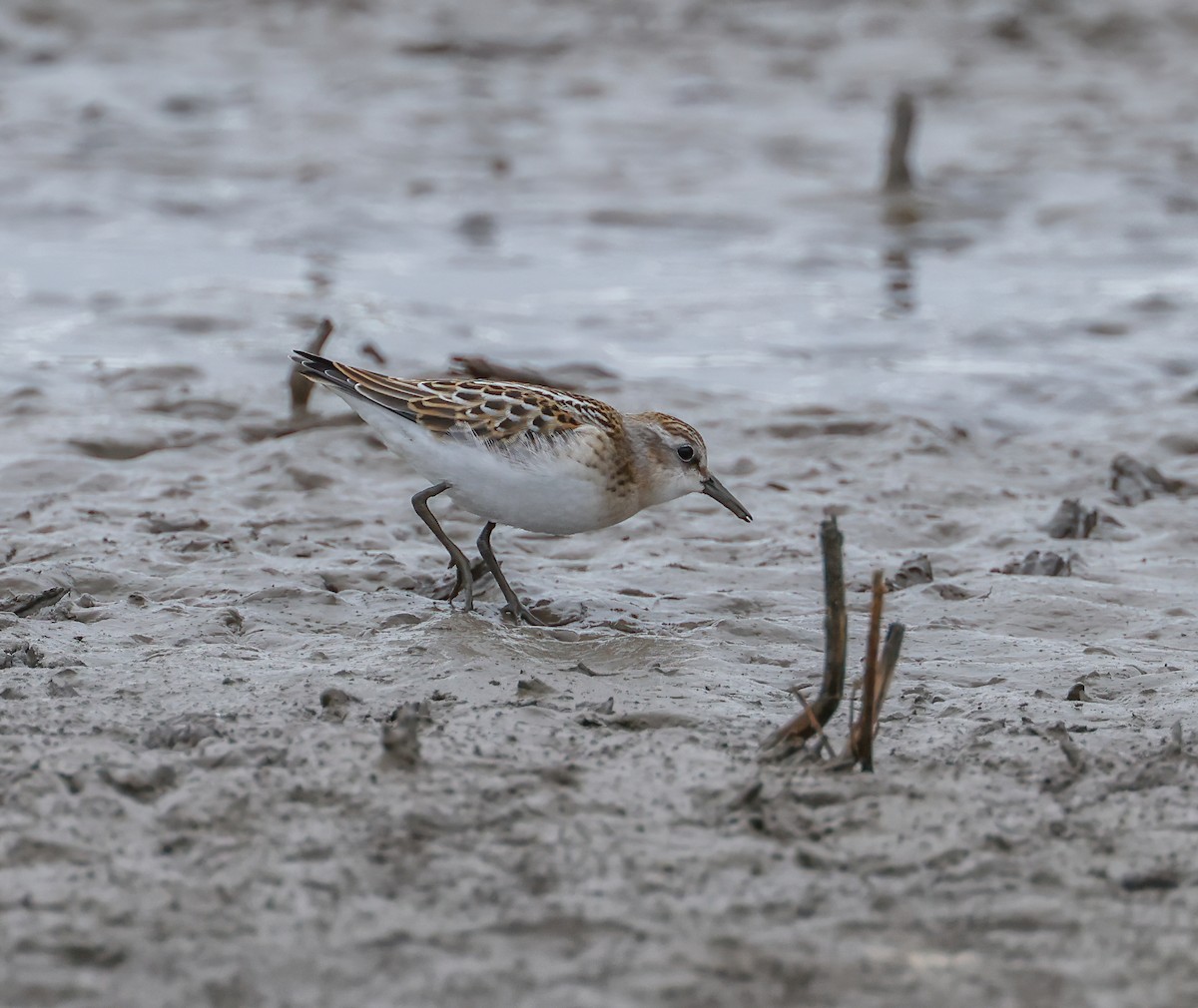 Little Stint - Mike Edgecombe