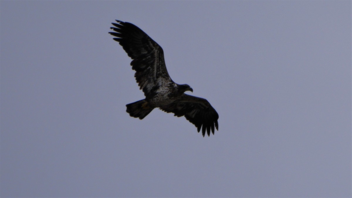 Bald Eagle - ML615951662