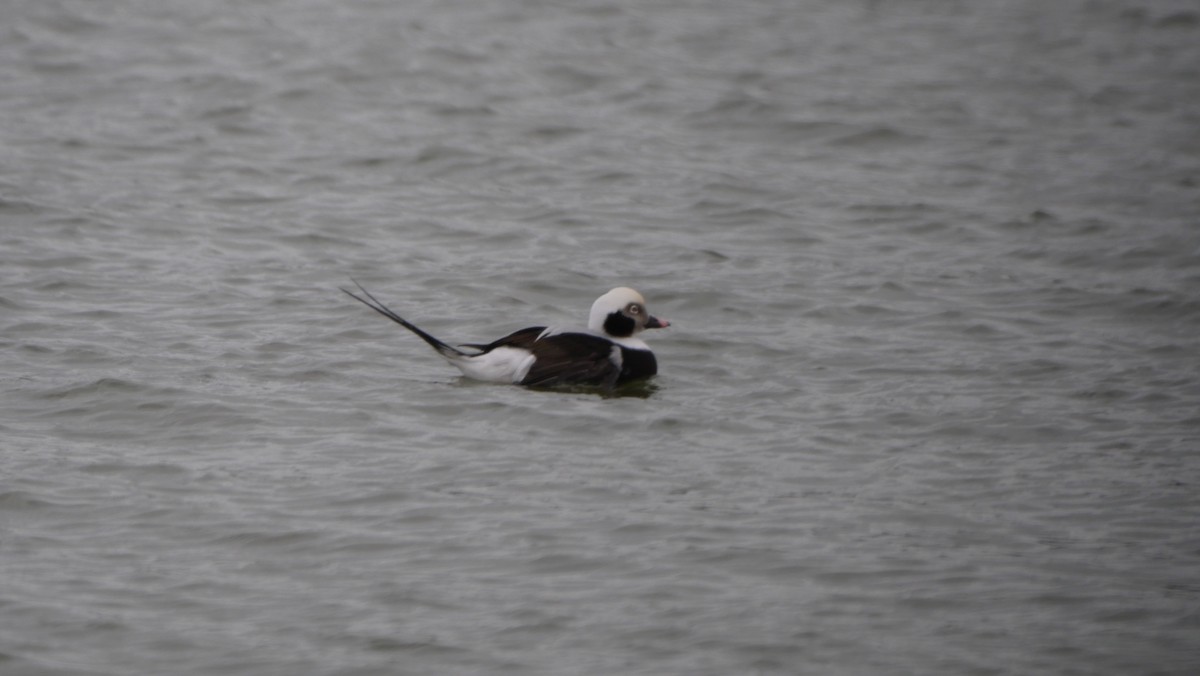 Long-tailed Duck - ML615951681