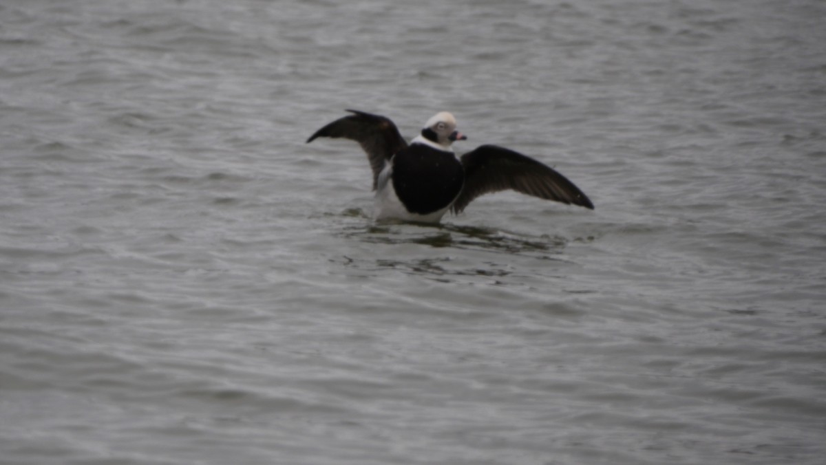 Long-tailed Duck - ML615951682